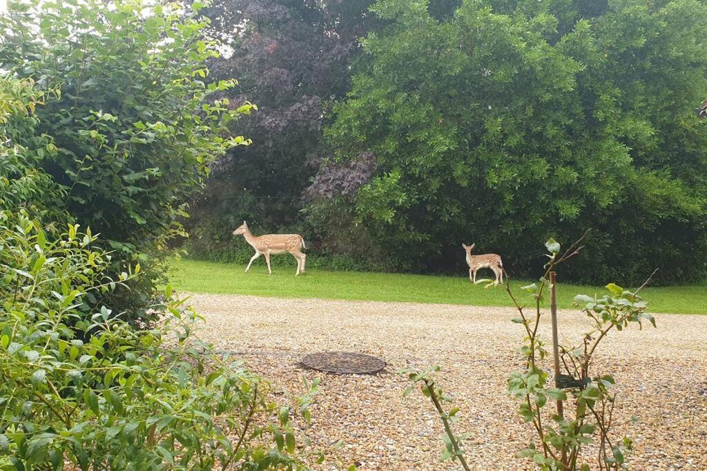 The Old Barn Annexe, Cosy Stay, Close Drive To City, Beach, South Downs & Goodwood Чичестер Экстерьер фото